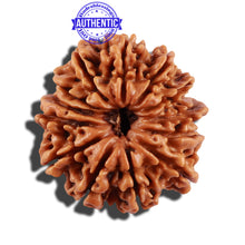 Load image into Gallery viewer, 13 Mukhi Nepalese Rudraksha - Bead No. 146