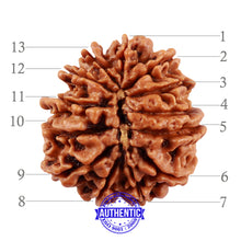 Load image into Gallery viewer, 13 Mukhi Nepalese Rudraksha - Bead No. 146