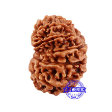 Load image into Gallery viewer, 13 Mukhi Nepalese Rudraksha - Bead No. 146