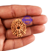 Load image into Gallery viewer, 13 Mukhi Nepalese Rudraksha - Bead No. 157