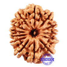 Load image into Gallery viewer, 13 Mukhi Nepalese Rudraksha - Bead No. 157