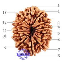 Load image into Gallery viewer, 13 Mukhi Nepalese Rudraksha - Bead No. 157