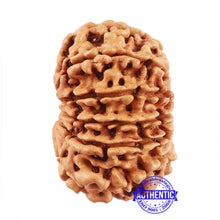 Load image into Gallery viewer, 13 Mukhi Nepalese Rudraksha - Bead No. 157