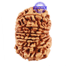 Load image into Gallery viewer, 13 Mukhi Nepalese Rudraksha - Bead No. 157