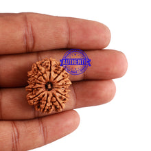 Load image into Gallery viewer, 13 Mukhi Nepalese Rudraksha - Bead No. 158