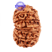 Load image into Gallery viewer, 13 Mukhi Nepalese Rudraksha - Bead No. 158