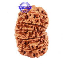 Load image into Gallery viewer, 13 Mukhi Nepalese Rudraksha - Bead No. 158
