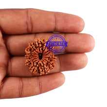 Load image into Gallery viewer, 13 Mukhi Nepalese Rudraksha - Bead No. 160