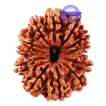 Load image into Gallery viewer, 13 Mukhi Nepalese Rudraksha - Bead No. 160