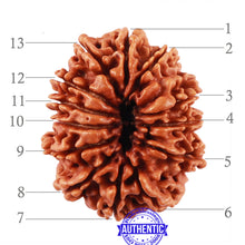 Load image into Gallery viewer, 13 Mukhi Nepalese Rudraksha - Bead No. 160