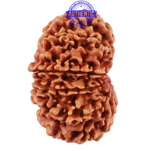 Load image into Gallery viewer, 13 Mukhi Nepalese Rudraksha - Bead No. 160