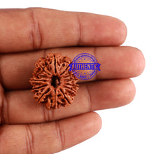 Load image into Gallery viewer, 13 Mukhi Nepalese Rudraksha - Bead No. 163