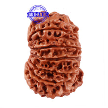 Load image into Gallery viewer, 13 Mukhi Nepalese Rudraksha - Bead No. 163