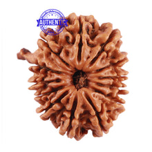 Load image into Gallery viewer, 13 Mukhi Nepalese Ganesha Rudraksha - Bead No. 164