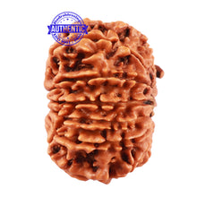 Load image into Gallery viewer, 13 Mukhi Nepalese Ganesha Rudraksha - Bead No. 164