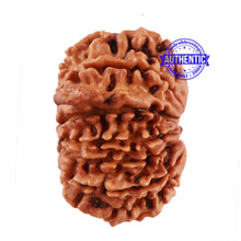 Load image into Gallery viewer, 13 Mukhi Nepalese Ganesha Rudraksha - Bead No. 164