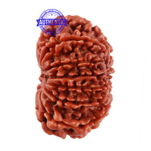 Load image into Gallery viewer, 13 Mukhi Nepalese Rudraksha - Bead No. 165