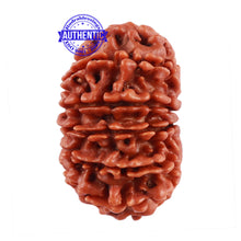 Load image into Gallery viewer, 13 Mukhi Nepalese Rudraksha - Bead No. 165