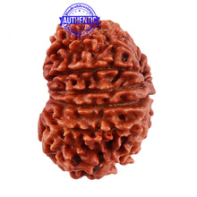 Load image into Gallery viewer, 13 Mukhi Nepalese Rudraksha - Bead No. 167