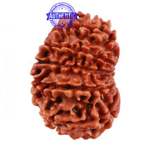 Load image into Gallery viewer, 13 Mukhi Nepalese Rudraksha - Bead No. 167