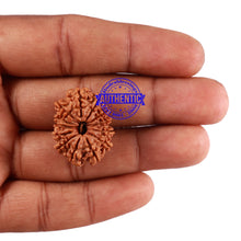 Load image into Gallery viewer, 13 Mukhi Nepalese Rudraksha - Bead No. 168