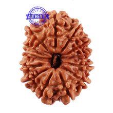 Load image into Gallery viewer, 13 Mukhi Nepalese Rudraksha - Bead No. 168