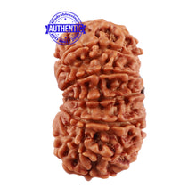 Load image into Gallery viewer, 13 Mukhi Nepalese Rudraksha - Bead No. 168