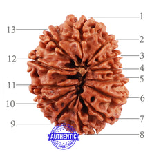 Load image into Gallery viewer, 13 Mukhi Nepalese Rudraksha - Bead No. 169