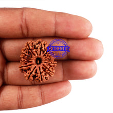 Load image into Gallery viewer, 13 Mukhi Nepalese Rudraksha - Bead No. 172