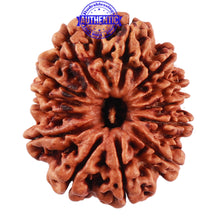 Load image into Gallery viewer, 13 Mukhi Nepalese Rudraksha - Bead No. 172