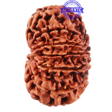 Load image into Gallery viewer, 13 Mukhi Nepalese Rudraksha - Bead No. 172