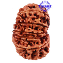 Load image into Gallery viewer, 13 Mukhi Nepalese Rudraksha - Bead No. 172