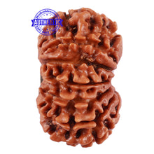 Load image into Gallery viewer, 13 Mukhi Nepalese Rudraksha - Bead No. 174