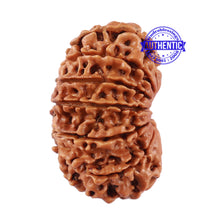 Load image into Gallery viewer, 13 Mukhi Nepalese Rudraksha - Bead No. 175