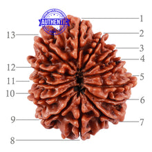 Load image into Gallery viewer, 13 Mukhi Nepalese Rudraksha - Bead No. 176