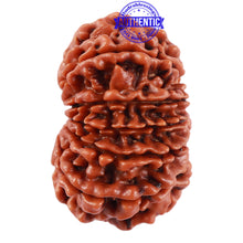 Load image into Gallery viewer, 13 Mukhi Nepalese Rudraksha - Bead No. 176