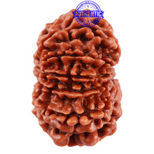 Load image into Gallery viewer, 13 Mukhi Nepalese Rudraksha - Bead No. 176