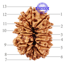 Load image into Gallery viewer, 13 Mukhi Nepalese Rudraksha - Bead No. 177