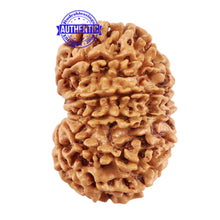 Load image into Gallery viewer, 13 Mukhi Nepalese Rudraksha - Bead No. 177