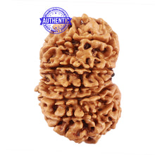 Load image into Gallery viewer, 13 Mukhi Nepalese Rudraksha - Bead No. 177