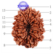 Load image into Gallery viewer, 13 Mukhi Nepalese Rudraksha - Bead No. 180