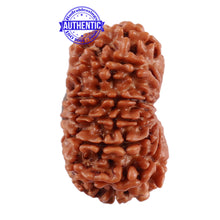 Load image into Gallery viewer, 13 Mukhi Nepalese Rudraksha - Bead No. 180