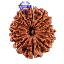 Load image into Gallery viewer, 13 Mukhi Nepalese Rudraksha - Bead No. 183