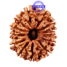 Load image into Gallery viewer, 13 Mukhi Nepalese Rudraksha - Bead No. 185