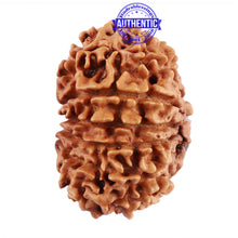 Load image into Gallery viewer, 13 Mukhi Nepalese Rudraksha - Bead No. 185