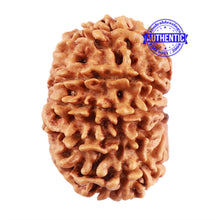 Load image into Gallery viewer, 13 Mukhi Nepalese Rudraksha - Bead No. 185