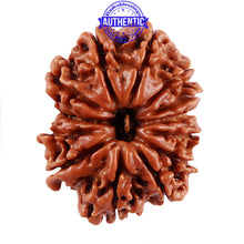 Load image into Gallery viewer, 13 Mukhi Nepalese Rudraksha - Bead No. 191