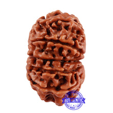 Load image into Gallery viewer, 13 Mukhi Nepalese Rudraksha - Bead No. 191