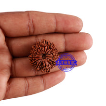 Load image into Gallery viewer, 13 Mukhi Nepalese Rudraksha - Bead No. 193