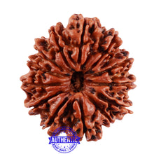 Load image into Gallery viewer, 13 Mukhi Nepalese Rudraksha - Bead No. 193
